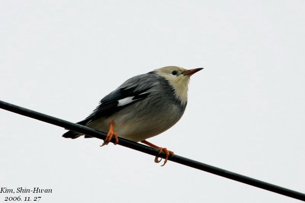 Silky starling.^-^